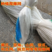 植物爬藤网种植网种瓜豆角网吊瓜丝瓜黄瓜网百香果搭架专用网农用