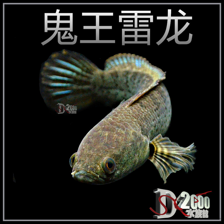 雷龙鱼战斗排名