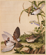 画心 39厘米 谷花稷穗图47 绢本 复制 郎世宁 仿古画 饰挂画心