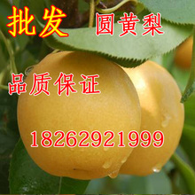 嫁接梨树苗 圆黄梨苗 圆黄梨树苗 果树苗批发梨树苗 圆黄梨子