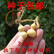 天然特小手捻葫芦种子精品草里金文玩手把件钥匙扣四季盆栽葫芦籽