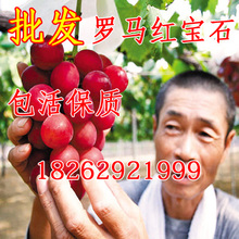 罗马红宝石葡萄苗 新品 嫁接葡萄苗批发 浪漫红宝石葡萄果树苗