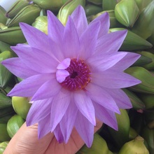 铜锅蓝莲花纯露花水爽肤水喷雾鲜花精油滋润舒缓两件 包邮 250ml