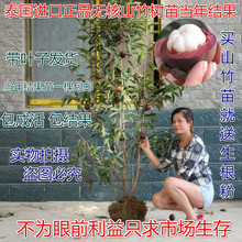 包邮 山竹苗山竹树苗当年结果盆栽山竹果树苗南北方种植地栽