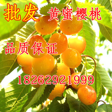 中晚熟 新品 果树苗 黄蜜大樱桃苗 车厘子树苗 嫁接樱桃树苗