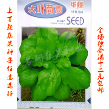 阳台种菜园艺盆栽茼莴籽10克种子蔬菜菜种 高产喜良大叶虎耳茼蒿