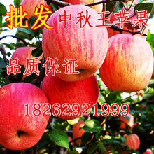 中秋王苹果树苗 中秋王苹果苗 苹果树苗批发嫁接红富士苹果苗