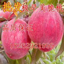 嫁接早熟桃 极早美脆桃苗 批发桃树苗 美脆桃树苗当年结果苗