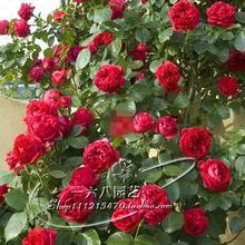 欧月藤本月季 多季开花 红色龙沙宝石月季 特别推荐 红龙月季花