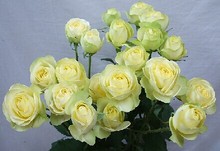 小花农月季坞 奶油伊甸园 多花月季实拍 欧月 奶油龙沙