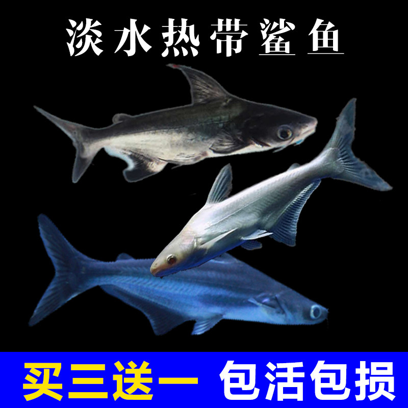 养蓝鲨鱼好吗,为何养蓝鲨的人少,养蓝鲨鱼有什么讲究吗_大山谷图库