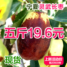 现摘宁夏灵武脆甜长枣冬枣新鲜5斤包邮新鲜枣子时令鲜枣水果大枣