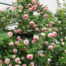 玫瑰盆栽绿植 欧月粉色龙沙宝石藤本月季花苗