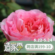 花园 海蒂 香奈儿灌木月季欧月多季开勤花抗病庭院室外花卉盆栽