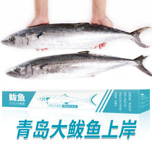 4条 鲅鱼 包邮 高纬度黄海蓝点马鲛鱼非南海浙江马鲛7斤 参情无限