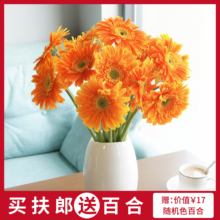 云南基地直发鲜花多色扶郎花太阳花非洲菊空运 花年 包邮