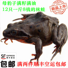 包邮 12只一斤满两斤顺丰 东北活林蛙蛤蟆活体母林蛙母豹子11