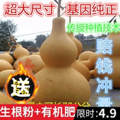 天然特大中小亚腰葫芦籽巨型大葫芦手捻文玩葫芦种子藤蔓植物种子