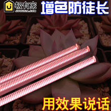 百丽客植物灯仿太阳光全光谱led生长灯管多肉上色防徒补光灯花卉