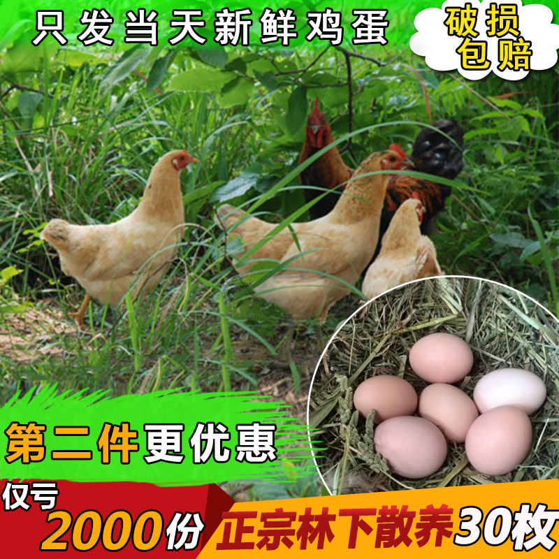 正宗农家野外天然新鲜30枚土鸡蛋