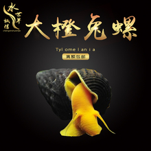 印尼苏拉威西螺苏螺橙兔螺观赏螺活体宠物螺活体水族草缸除藻除苔