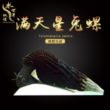 苏拉维西满天星螺黑橙兔螺橙兔螺观赏螺草缸清理螺除藻除苔活体