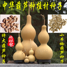 纯正天然葫芦种子10元50粒包邮 天然葫芦大中小种子 送种植说明书