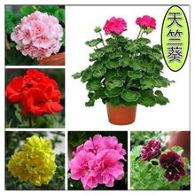 包邮 花苗 天竺葵花苗重瓣带花四季盆栽带花易种易活
