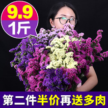 云南勿忘我真花干花花束家居摆设小清新客厅满天星插花论斤卖