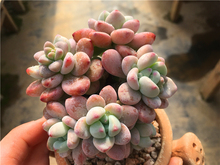 包邮 一物一拍大棚直销 劳尔单头群造型庄杆子收藏多肉植物非罗琦群