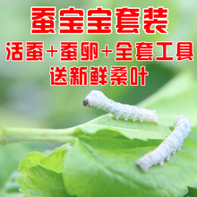 包邮 蚕宝宝活体蚕种春蚕卵蚕蚕籽送孵化盒送鹅毛新鲜桑叶 蚕卵