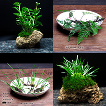 盆景植物绿植蕨类植物狼尾蕨野生植物卷柏铁皮石斛水培附石菖蒲