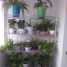 包邮 DIY落地铁艺花架阳台花架室内花架多层盆景花架多肉花店花架