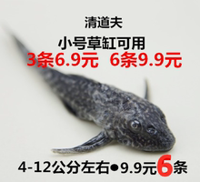清道夫鱼活体淡水冷书鱼草缸鱼缸清洁工专吃鱼屎藻类垃圾残余饲料