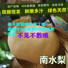 包邮 南水梨山东特产脆甜梨子莱阳可带皮吃非雪梨新鲜水果梨5斤
