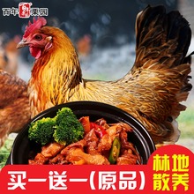 散养土鸡1kg 农家林地散养走地鸡鲜嫩不柴 买一送一
