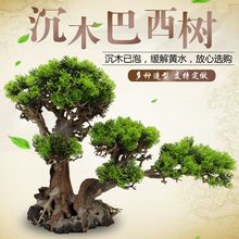 私人订制鱼缸造景巴西沉木造景骨架树莫斯树莫斯树