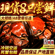 现货正宗阳澄湖大闸蟹特大鲜活公蟹3.5两母螃蟹2.5两8只大蟹礼盒