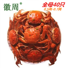 徽周2.5元蟹40只装全母小螃蟹鲜活大闸蟹毛蟹香辣蟹醉蟹火锅食材