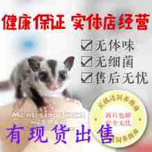蜜袋鼠蜜袋鼬活体密袋鼯鼠活体 蜜袋飞鼠 蜜袋鼯活体 密袋鼠活体