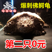 爆刺纯佛小鳄龟佛鳄龟北美鳄龟杂佛鳄龟活体宠物龟水生肉食龟凶猛
