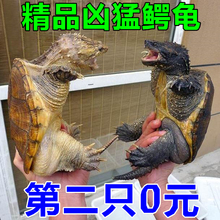 2019活体鳄龟纯佛鳄龟水龟北美小鳄龟肉食龟杂佛鳄龟凶猛龟情侣龟