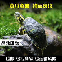 全品 黄耳从苗到碌 包邮 黄彩龟 活体龟 宠物龟 密西西比黄耳龟苗