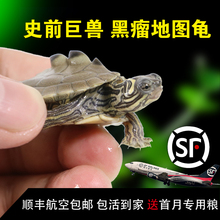3到7厘米 顺丰航空 包邮 花斑地图龟 全品 恐龙地图 黑瘤地图龟