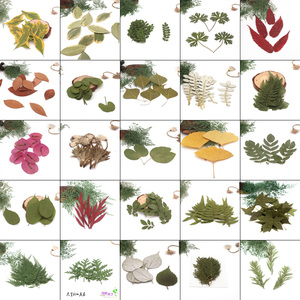 各种天然叶子集教学标本幼儿园DIY干树叶植物贴画拼画树叶相框
