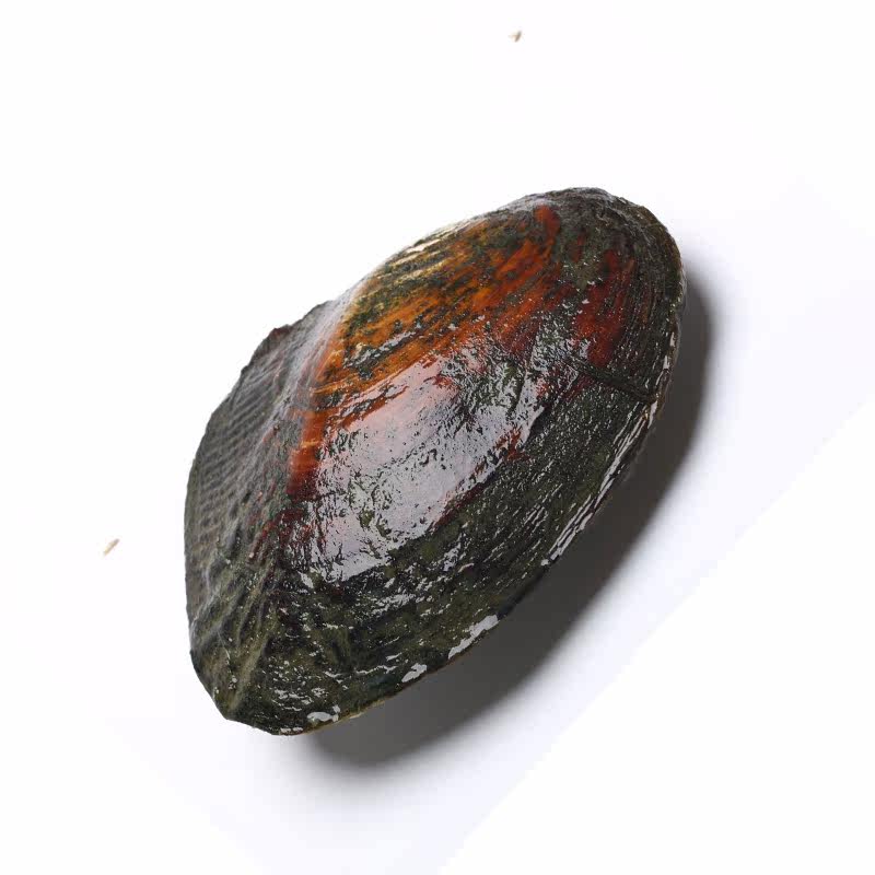 精品多珠多珠蚌无核珍珠小颗粒珍珠鲜活珍珠蚌