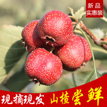 新鲜山楂果鲜山渣水果现摘现发大金星三渣 大五楞冰糖葫芦5斤包邮