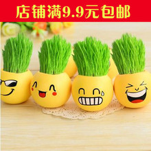 包邮 办公室迷你植物小盆栽绿色青草种植表情草头娃娃生态瓶