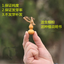 包邮 微型手捻小葫芦种子美国葫芦籽阳台观赏大葫芦种子草里金精品