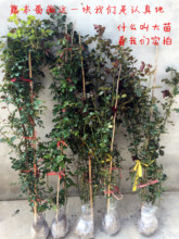 欧月 奶油龙沙多花阳台庭院蔷薇月季玫瑰盆栽花苗 屋檐 春天